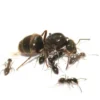 365_0 AntCube Lasius niger (sort havemyrer) - Sæt med 1 x DRONNING + 11-25 arbejdere