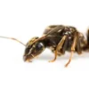 Lasisu-Niger-Weiss-1-scaled AntCube Lasius niger (sort havemyrer) - Sæt med 1 x DRONNING + 11-25 arbejdere