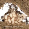 Lasius-niger (1) AntCube Lasius niger (sort havemyrer) - Sæt med 1 x DRONNING + 11-25 arbejdere