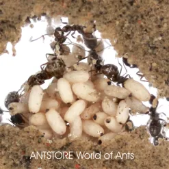 Lasius-niger (1) AntCube Lasius niger (sort havemyrer) - Sæt med 1 x DRONNING + 11-25 arbejdere