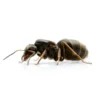Lasius-niger (2) AntCube Lasius niger (sort havemyrer) - Sæt med 1 x DRONNING + 11-25 arbejdere