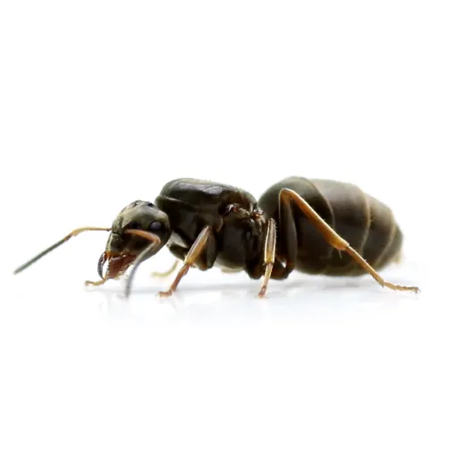 Lasius-niger (2) AntCube Lasius niger (sort havemyrer) - Sæt med 1 x DRONNING + 11-25 arbejdere