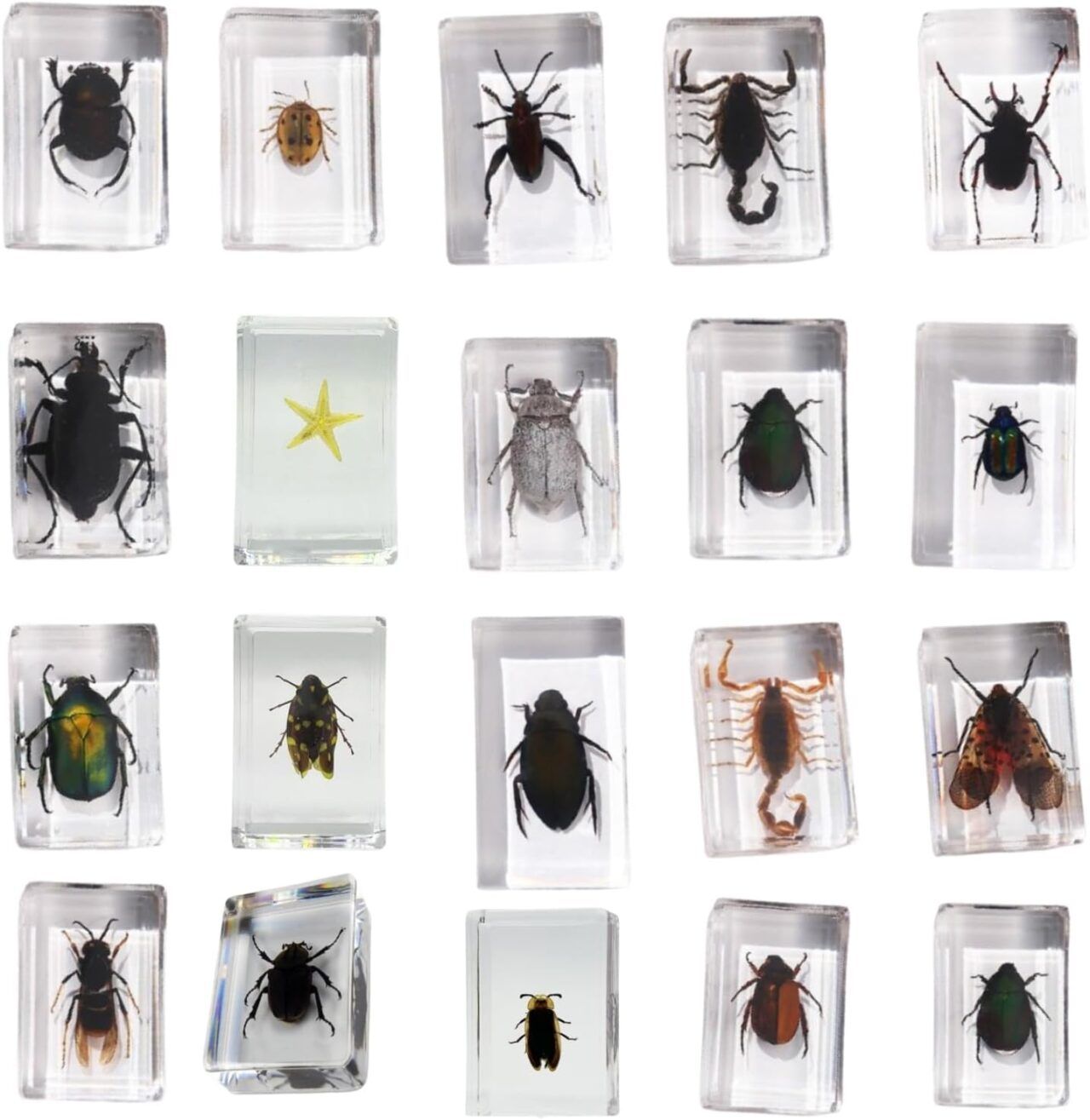 Konserverede insekter
