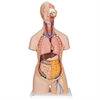 Torso