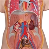 Torso