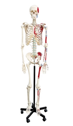 Skelet på stativ 170mm m/muskelfæster