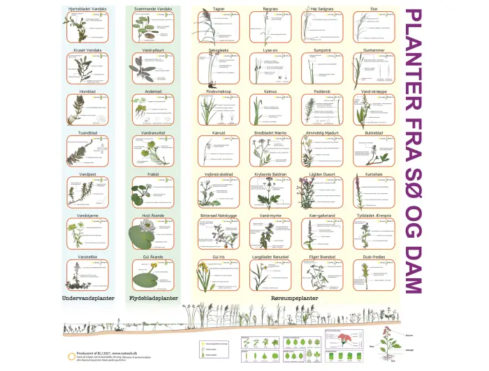 Bestemmelsesdug i farver - planter fra sø og dam