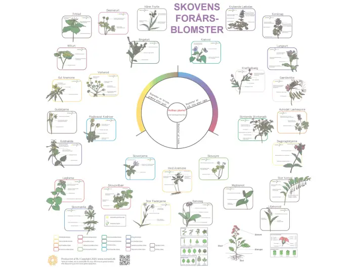 Bestemmelsesdug i farver - skovens forårsblomster
