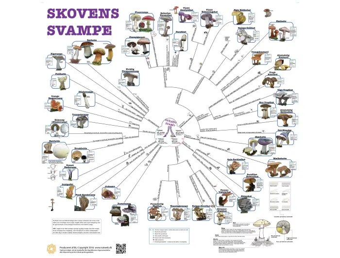 Bestemmelsesdug i farver - skovens svampe