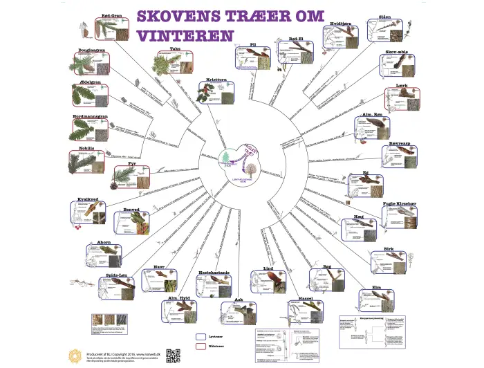 Bestemmelsesdug i farver - skovens træer om vinteren