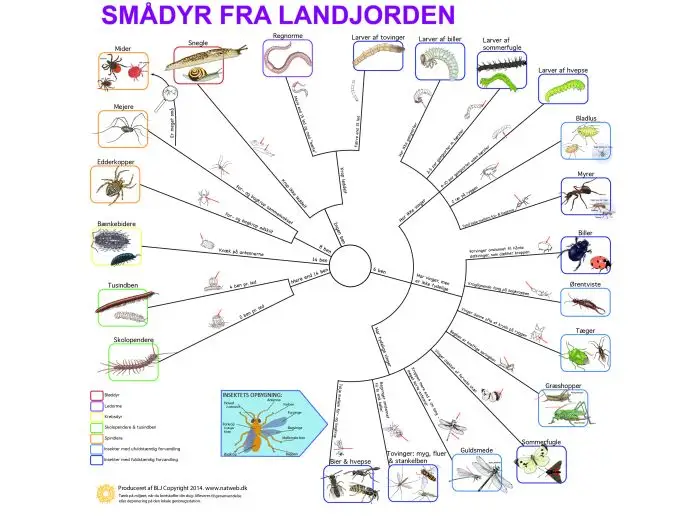 bestemmelsesdug-i-farver-smadyr-insekter-fra-landjorden