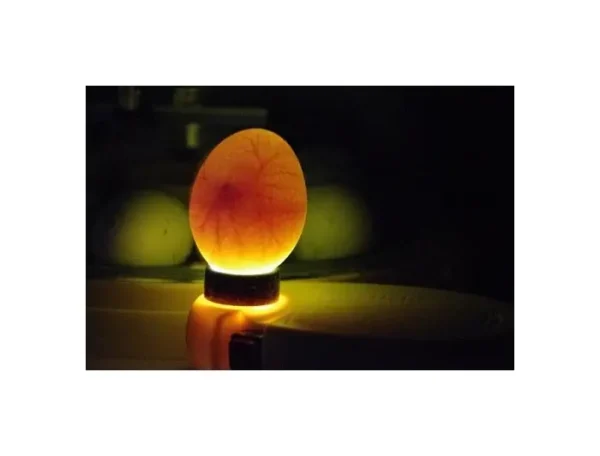 Æggelyser m/forstørrelsesglas