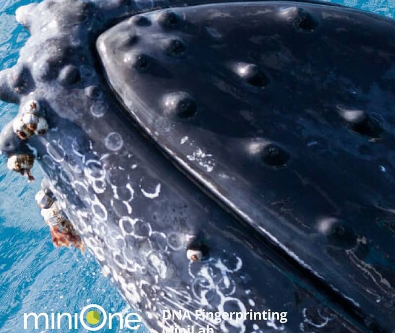 DNA Fingerprinting MiniLab (M3004TAE)