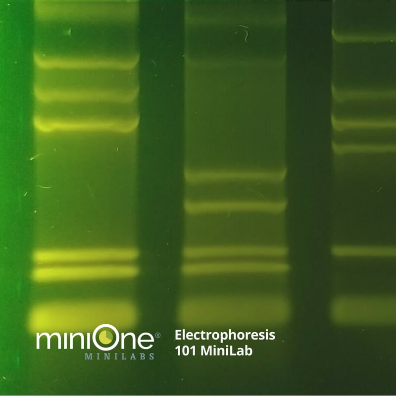 Electrophoresis 101 MiniLab (M3001TAE)