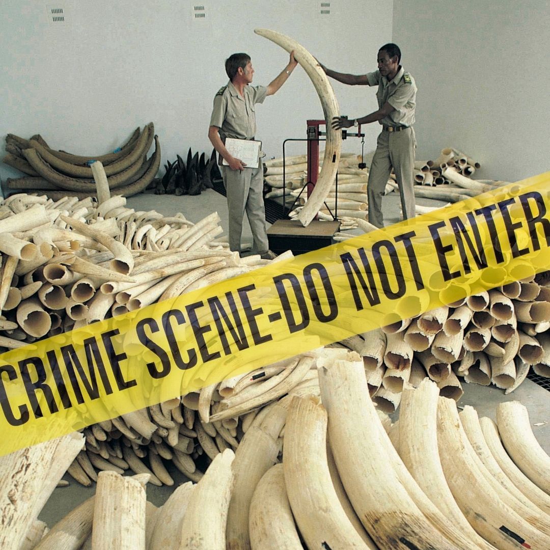 What’s in the Trunk? An Elephant Ivory Expedition (M3016TAE)