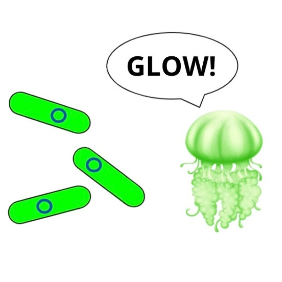 Let it Glow™ Bacterial Transformation MiniLab (M6300)