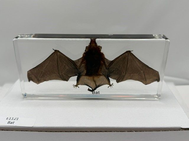 Flagermus i resin - Str: 140*64*18 mm ( ±2)