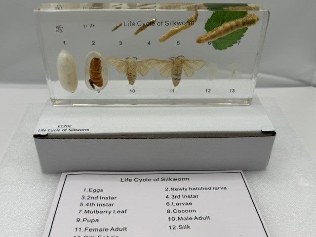 Silkeormens livscyklus i resin