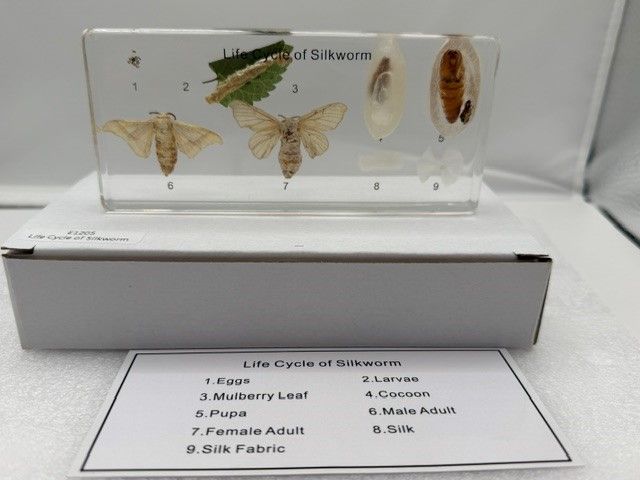 Silkeormens livscyklus i resin - Str:140*64*18mm (±2)