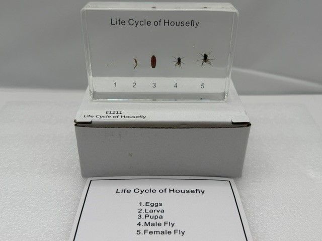 Husfluens livscyklus i resin Str: 88*58*18  mm (±2﹚