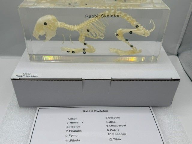 Kaninskelet i resin - Str: 200*90*40mm (±5)
