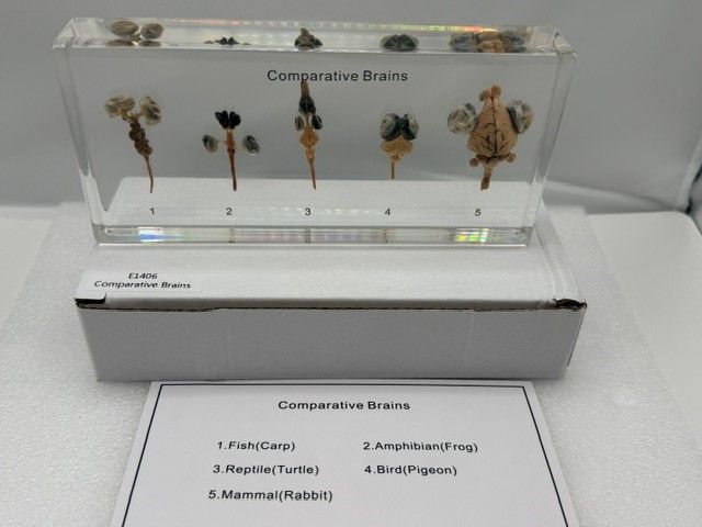 Sammenligning af hjerner i resin - Str: 164*78*24mm (±2)